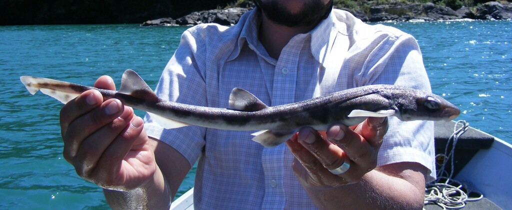 Narrowmouth Catshark