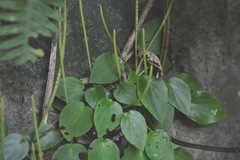 Peperomia lanceolatopeltata