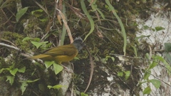 Eucometis penicillata