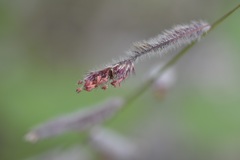 Bouteloua elata