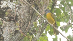 Eucometis penicillata