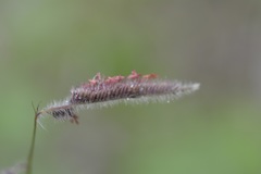 Bouteloua elata