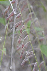Bouteloua elata