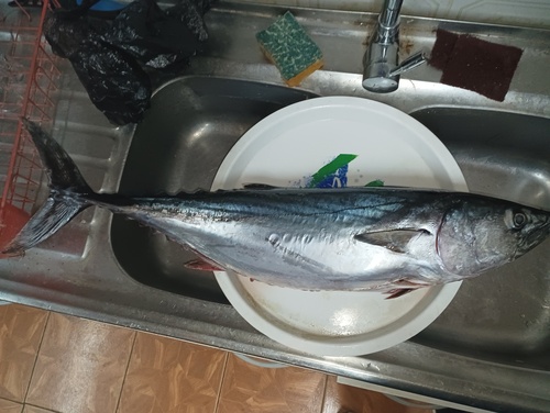 Bonito (Sarda lineolata) — Scombridae — 4