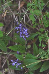 Hebecarpa costaricensis
