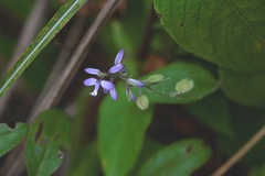 Hebecarpa costaricensis