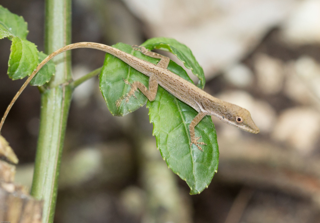 Porcupine Anole