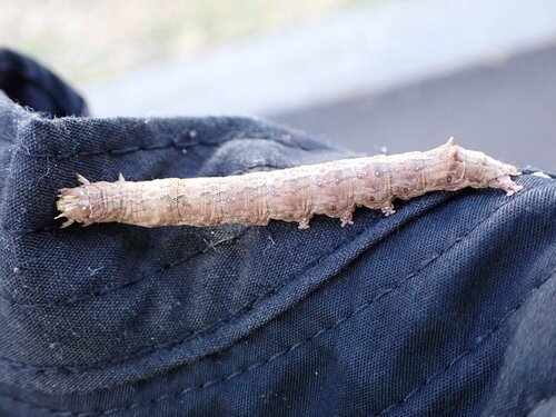 Guava Moth photo 4