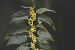 Colubrina arborescens