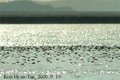 Sibirionetta formosa