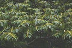 Colubrina arborescens