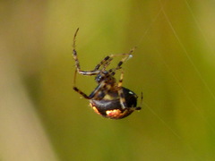 Araneus pegnia