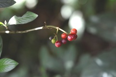 Psychotria erythrocarpa