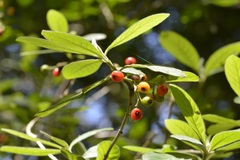 Psychotria erythrocarpa