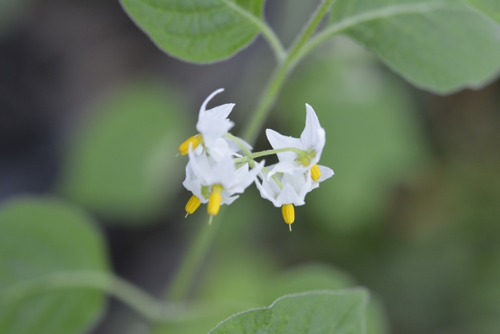 American black nightshade from San Cristóbal de las Casas, Chis ...