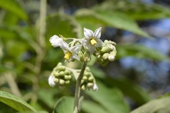 Solanum chiapasense