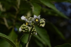 Solanum chiapasense