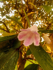 Bignonia callistegioides