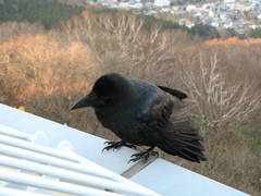 Corvus macrorhynchos japonensis
