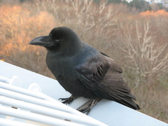 Corvus macrorhynchos japonensis