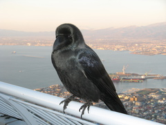 Corvus macrorhynchos japonensis