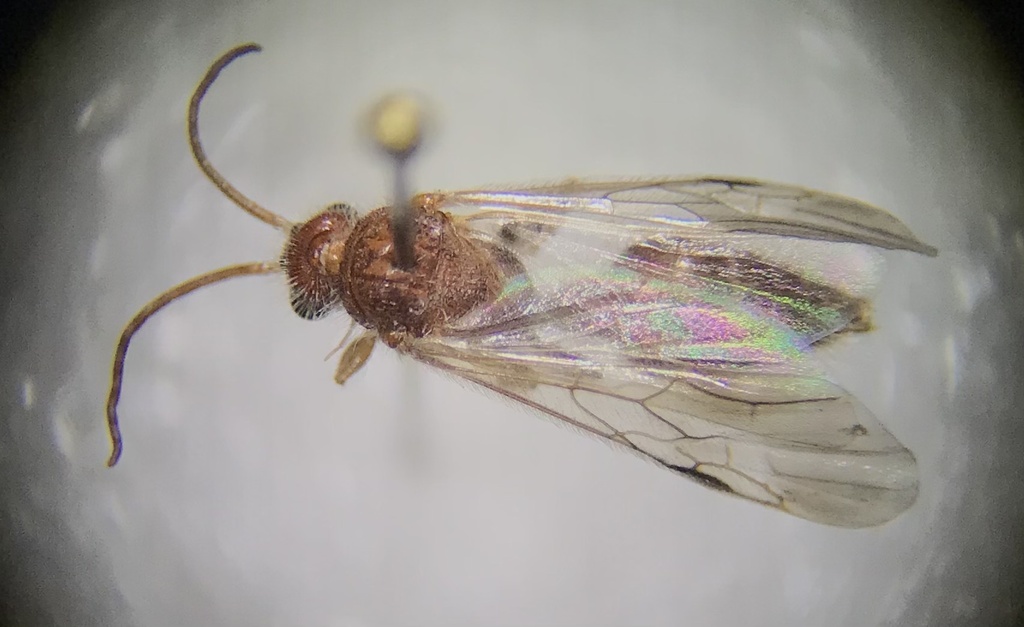 Sphaeropthalma subcarinata