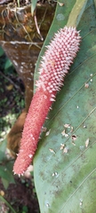 Anthurium consobrinum image