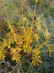 Agrimonia parviflora