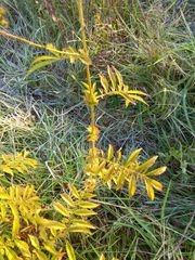 Agrimonia parviflora