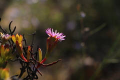 Mesembryanthemoideae