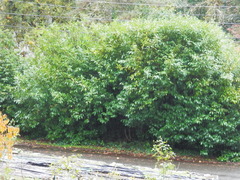 Prunus laurocerasus
