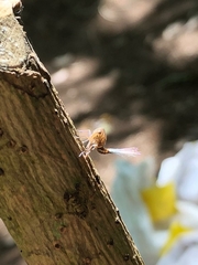 Nogodinidae