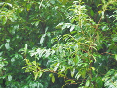 Prunus laurocerasus