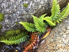 Polystichum imbricans imbricans