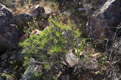 Euphorbia loricata