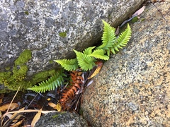 Polystichum imbricans imbricans