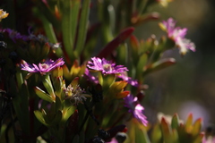 Mesembryanthemoideae