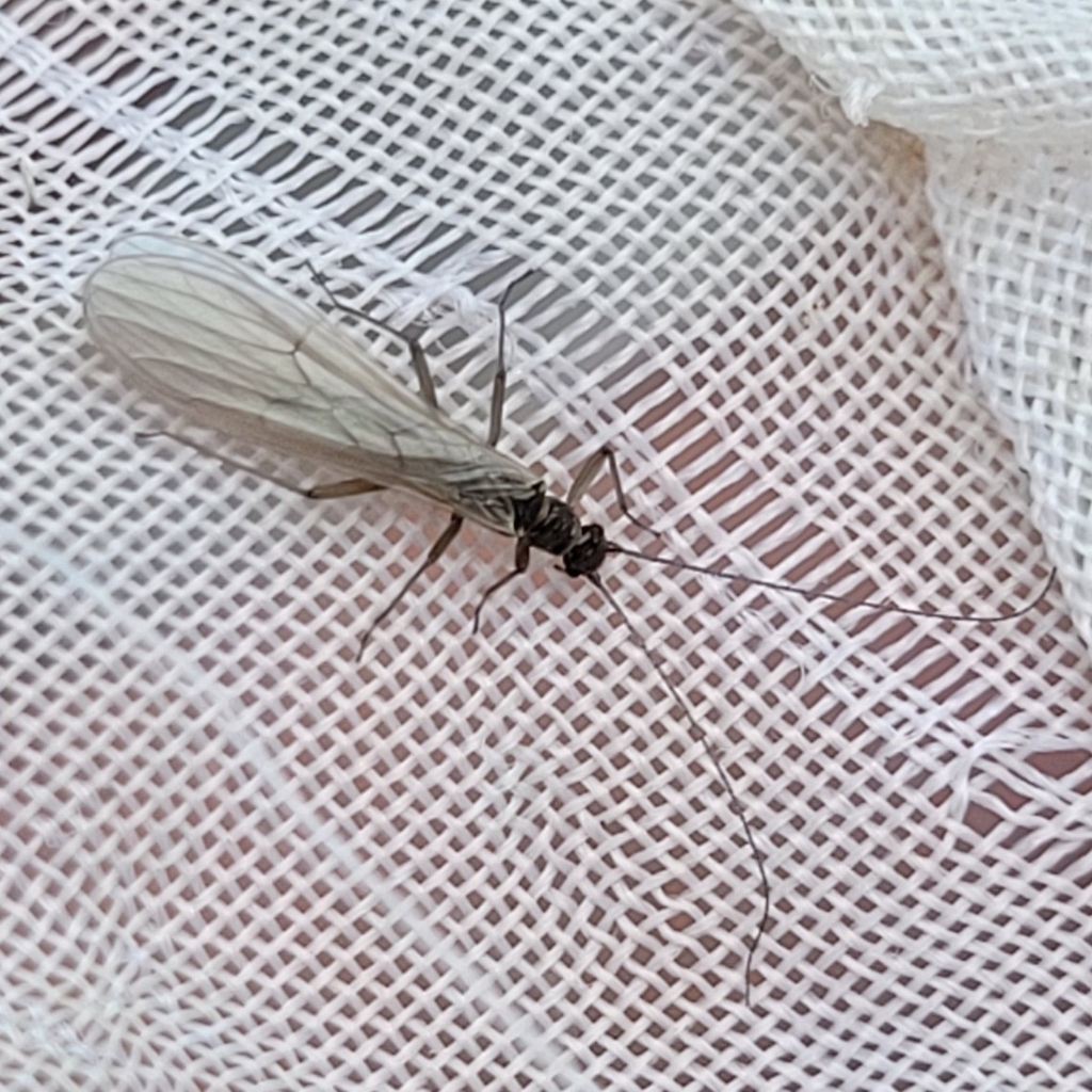 Capnioneura