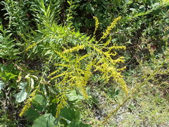 Solidago altissima
