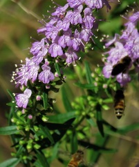 Dicerandra densiflora