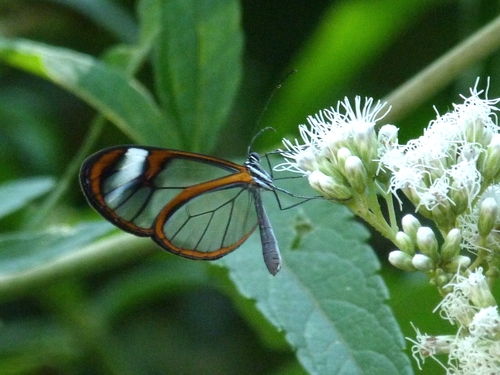 Brevioleria seba
