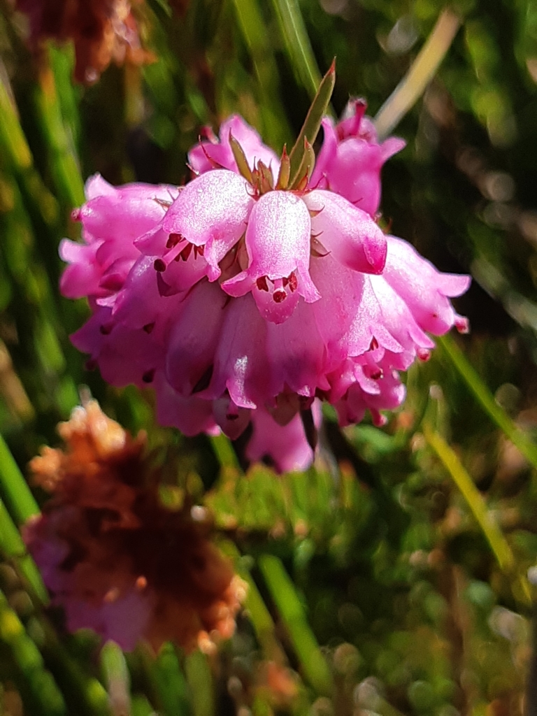 Dolphin Heath