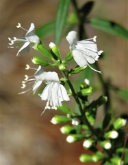 Dicerandra densiflora