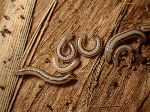 Spirobolellus immigrans photo 4