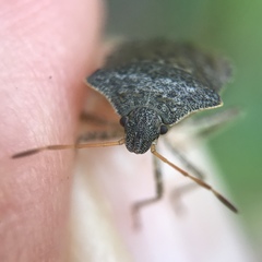 Euschistus conspersus