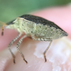 Euschistus conspersus