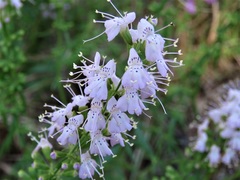 Dicerandra densiflora