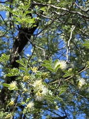 Palo de Rosa (Havardia mexicana)