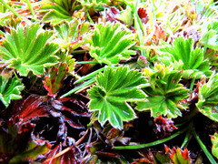 Alchemilla orbiculata