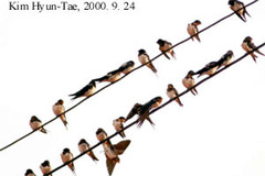 Hirundo rustica gutturalis